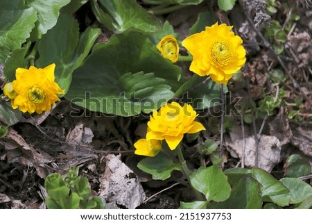  The yellow Caltha palustris  Plena plant in the sunlight Royalty-Free Stock Photo #2151937753