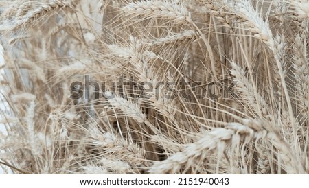 ripe wheat in the sun background. High quality photo