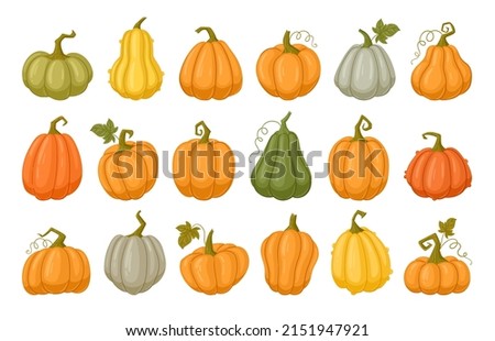 Cartoon pumpkins, halloween squash, fall harvest gourds. Pumpkins, squash and leaves vector symbols illustrations. Autumn thanksgiving and halloween pumpkins collection Royalty-Free Stock Photo #2151947921