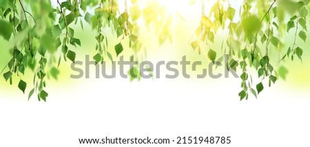Spring forest sunrise. birch trees in a summer forest under bright sun. A flowering birch tree on a sunny spring day. Young bright green leaves on birch branches. sunrise in the woods. Royalty-Free Stock Photo #2151948785