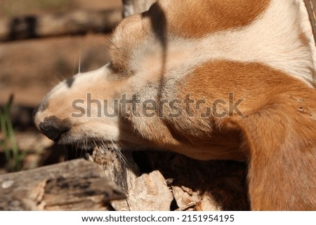 white dog biting piece of wood