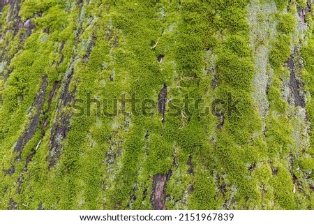 Close up of Moss on tree. Nature life background. Close Up of Tree Bark with Moss