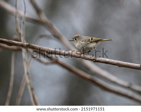Ruby-crowned Kinglet Perched on  Tree Branch in Spring
