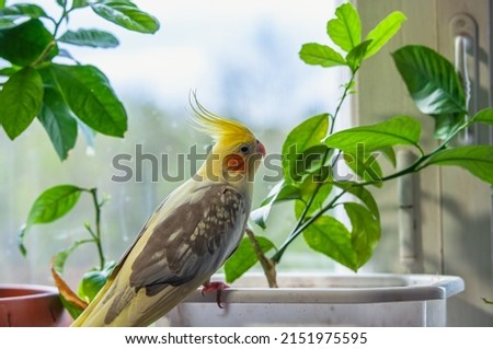 Cockatiel bird sits in a pot on the windowsill and looks at the window Royalty-Free Stock Photo #2151975595
