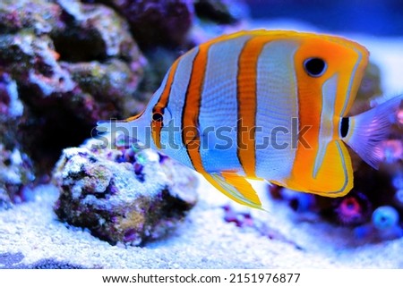 Copperband butterfly fish - Chelmon Rostratus Royalty-Free Stock Photo #2151976877
