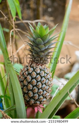 pineapple fruit with pineapple leaves