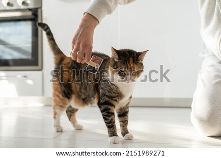 Closeup of woman combing fur cat with brush on the floor. Female taking care of pet removing hair at home. Cat lovers, grooming, combing wool, hygiene concept.  Royalty-Free Stock Photo #2151989271