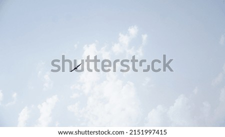 Bird Flying in the sky HD image