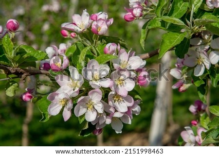 Blossoming apple orchard in the spring. Flowering Apple garden. Fruit trees in the bloom. Royalty-Free Stock Photo #2151998463