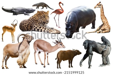 Collage with African mammals and birds isolated over white background Royalty-Free Stock Photo #2151999125