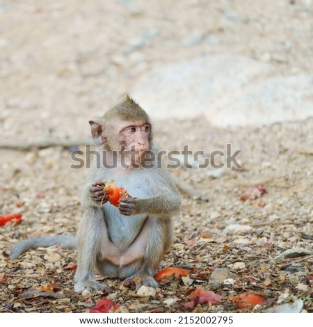 The little monkey in the forest park it sat holding a tomato in hand and looked around carefully. In Khao Ngu Stone Park, Ratchaburi, Thailand