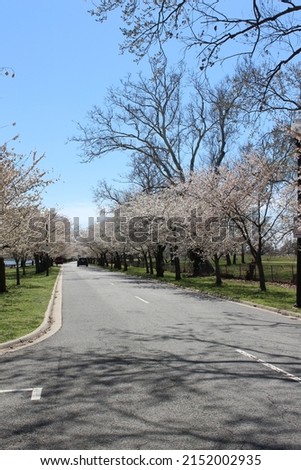 Vertical Cherry Blossoms Trees Pink Scenic View DC