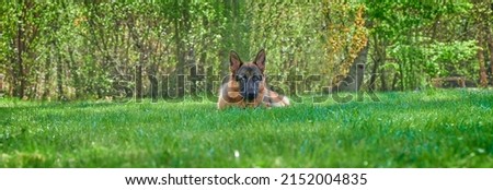 Beauty image with German shepherd dog sitting on green grass looking at camera on sunny day.