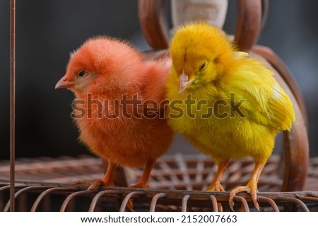 Two cute pink and yellow chicks. Broiler Chicken. Shallow depth of field.