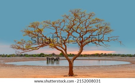 Scenic sunset in the Etosha National Park in Namibia, Namib desert, Africa. Lone acasia tree at amazing sunset reflection in the water hole with African elephant