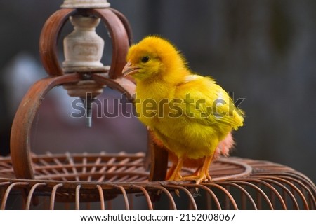 Cute yellow broiler chicks. on top of the cage.