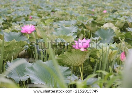 See the lotus flowers blooming in the pond