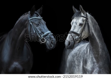 Two Horse portrait in bridle on black background