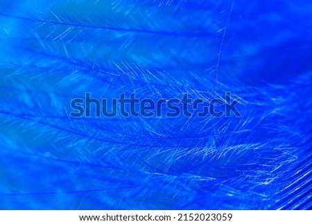 Blue feather as a background. Macro