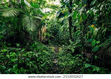 Ecuador Rainforest. Green nature hiking trail path in tropical jungle. Mindo Valley - Nambillo Cloud Forest, Ecuador, Andes. South America. Royalty-Free Stock Photo #2152032627