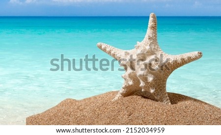 pictures of seascapes with very beautiful starfish