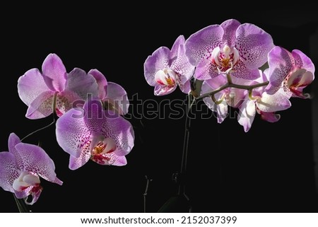 Pink orchid flowers in purple paint on a black background Royalty-Free Stock Photo #2152037399