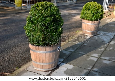  evergreen shrub or tree with small leaves, native to the Mediterranean. It is cut into the shape of a green ball in a wooden barrel pot. metal lattice floor
