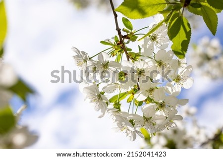 Spring background art with white cherry blossom. Beautiful nature scene with blooming tree and sun flare. Abstract blurred background. Shallow depth of field