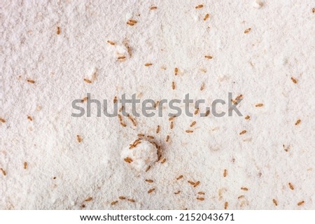 Booklice or barklice feeding in white flour. Little Liposcelis bostrychophila in order Psocoptera. Small brown Trogium pulsatorium, common booklouse on domestic kitchen. Food pest macro life top view