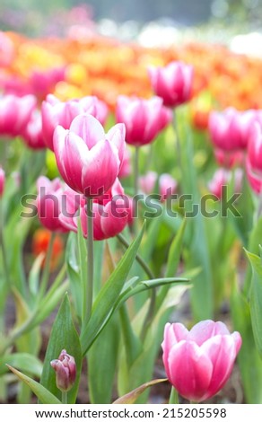 Close-up group of Fresh colorful tulips under warm sunlight in the park Spring landscape.