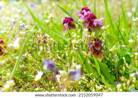 mud clean, plant, purple-pink flowers, Stachys palustris L, in the meadow at close range, colorful blurry bokeh