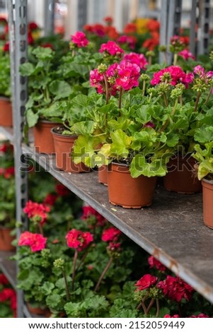 Growing geranium seedlings in professional greenhouse, beautiful red pelargonium flower in pot ceiling of modern hothouse with rows of plant nursery for sale or cultivation on floor Royalty-Free Stock Photo #2152059449