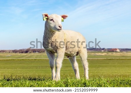White lamb looking friendly standing, smalll little lambkin proudly and frank on the dyke