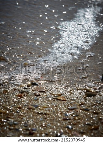 Sea shells wet from the bubbling and sparkling waves in the sun, in Marseillan Plage, Hérault, France