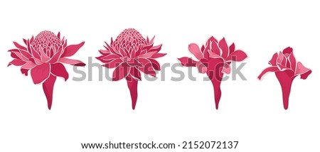 Set of red torch ginger blooming flowers illustration.