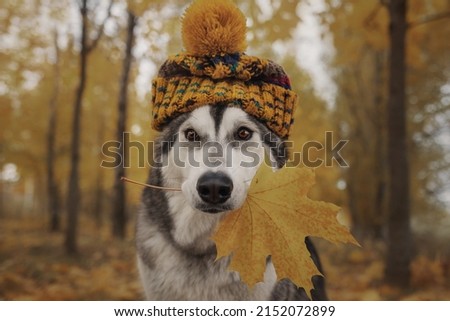 Alaskan Malamute dog in a hat