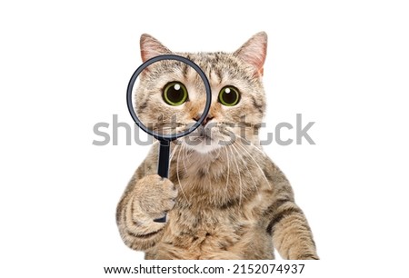 Portrait of a funny curious cat scottish straight looking through a magnifying glass isolated on a white background Royalty-Free Stock Photo #2152074937