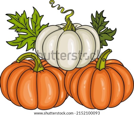 Set of three fresh pumpkins