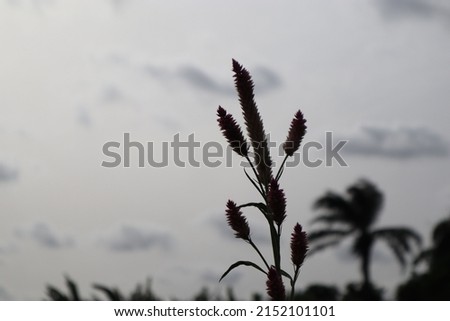 A silhouette of silver cock's comb plant in the morning on a blurry background