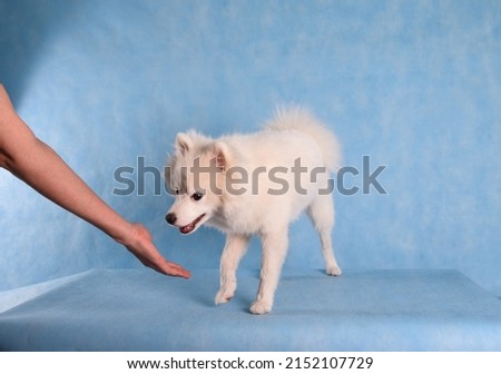 Portrait of a beautiful white fluffy dog on a blue background in the studio. A dog greets a person with a handshake
