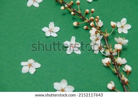 Spring background table. May flowers and April floral nature on green. For banner, branches of blossoming cherry against background. Dreamy romantic image, landscape panorama, copy space.