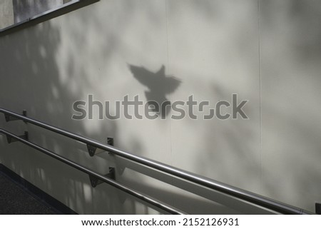 Shadow of a flying pigeon on a wall