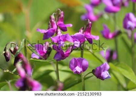 Flowers of spring vetchling (Lathyrus vernus) plant in wild nature. May, Belarus Royalty-Free Stock Photo #2152130983