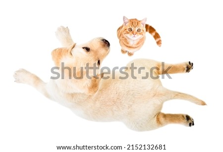 Cute little Labrador puppy and kitten Scottish Straight isolated on white background, top view