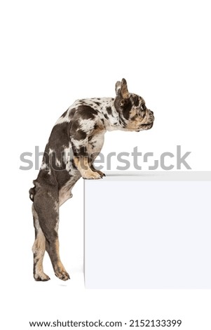 Attentive look. Portrait of beautiful cute dog, puppy of French Bulldog standing on hind legs, posing isolated over white studio background. Concept of domestic animal, pet, vet. Copy space for ad