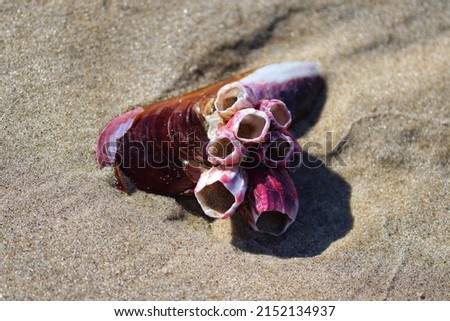 Shells found by the sea at Barra de Tramandaí in Rio Grande do Sul, Brazil.