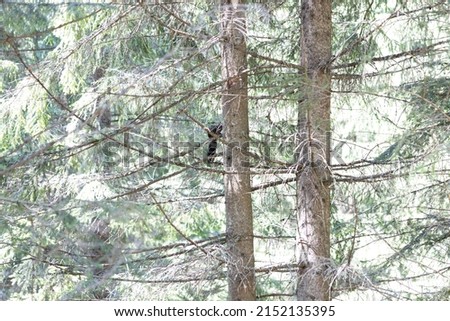 Black squirrel on a tree in the Ukrainian Carpathians