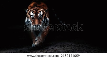 Portrait of a beautiful tiger. Big cat close-up. Tiger looking at you from the dark, portrait of a tiger. Portrait of a big cat on a black background. Royalty-Free Stock Photo #2152141059