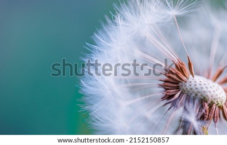 Closeup of dandelion with blurred background, artistic nature closeup. Spring summer meadow field banner. Beautiful relaxing macro photo, sunny spring summer nature flora. Artistic natural texture Royalty-Free Stock Photo #2152150857