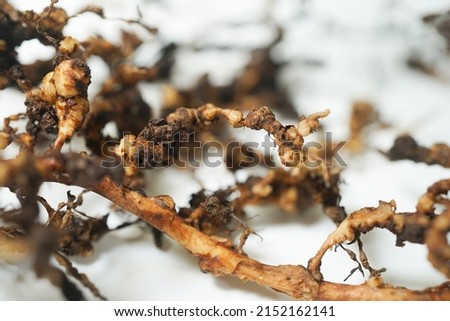 Root-knot disease caused by nematodes in guava Royalty-Free Stock Photo #2152162141